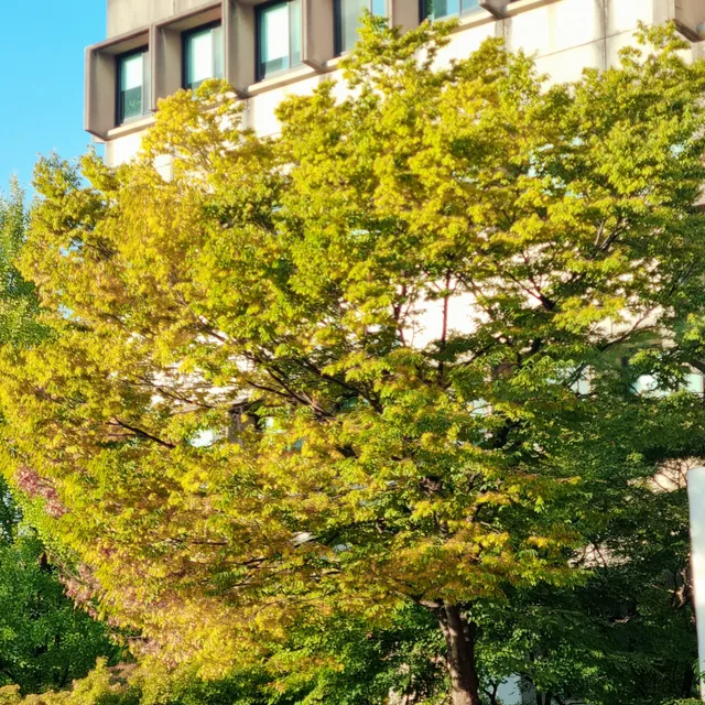 발악