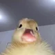 궁쁨