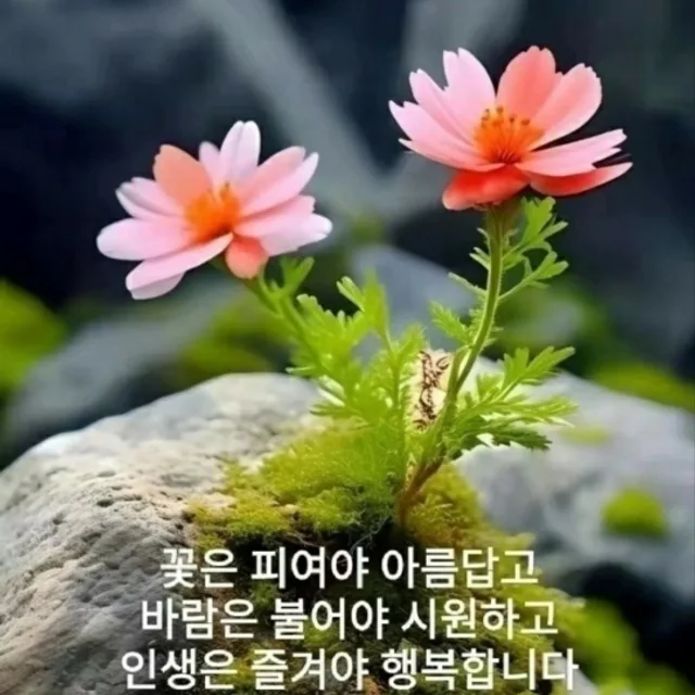 2025년을사년