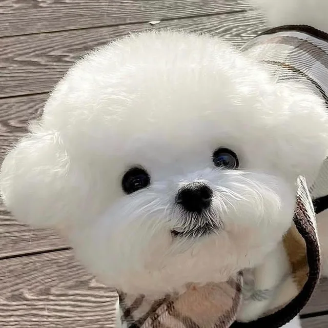 솜솜이