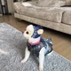 쪼꼬미
