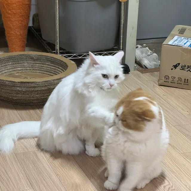 개그냥