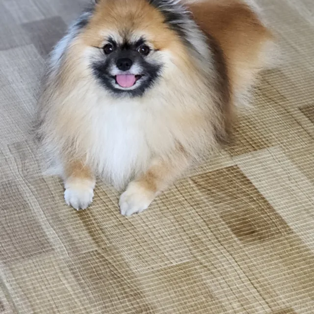 백합