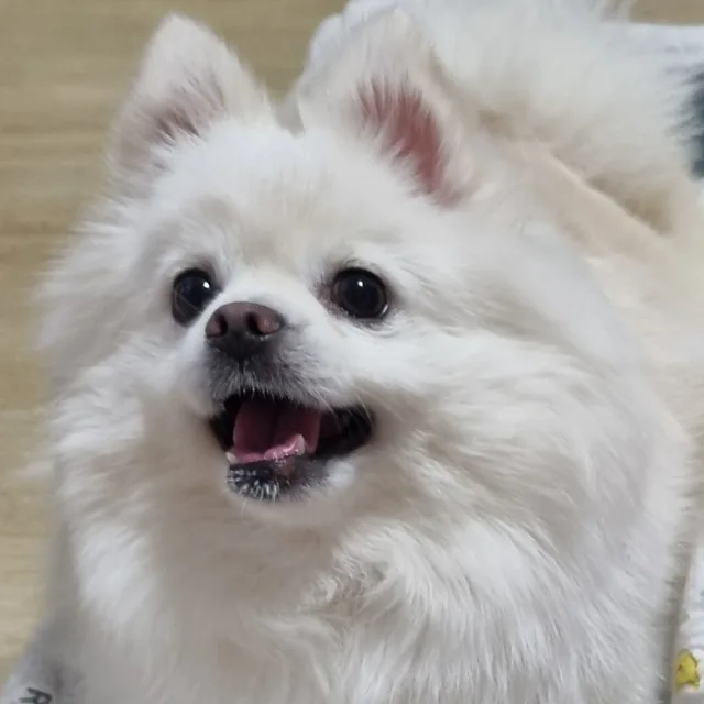 곰은위대하지