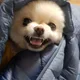 콩콩콩