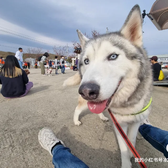 츄츄