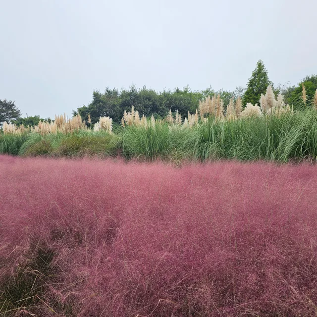 당근조아조앙