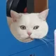 굴러들어온돌
