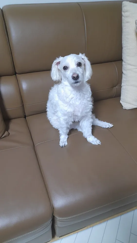 솜이