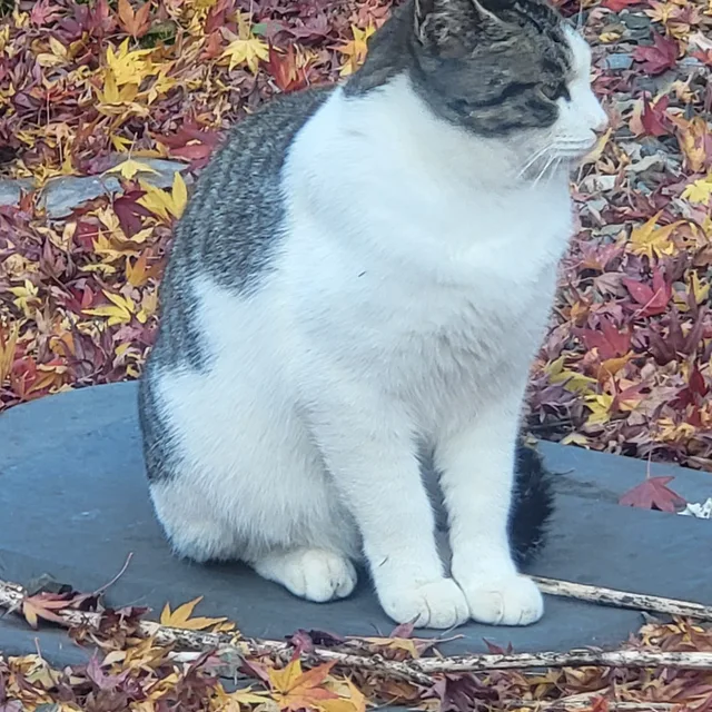 사주세요