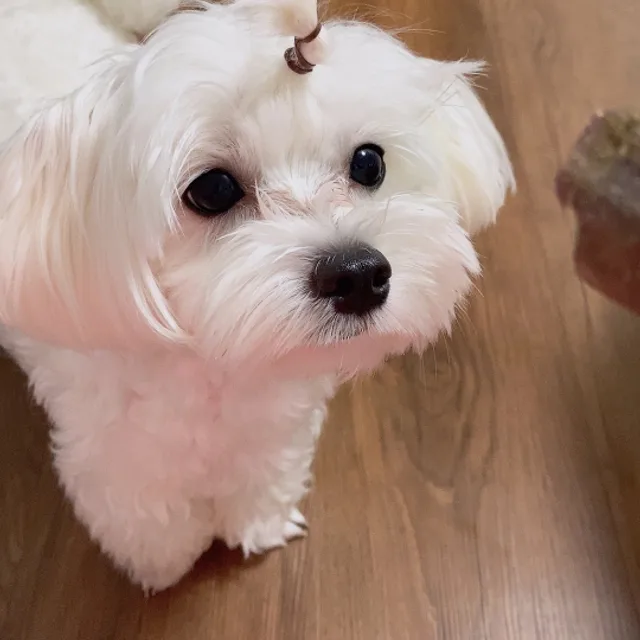 커피매니아