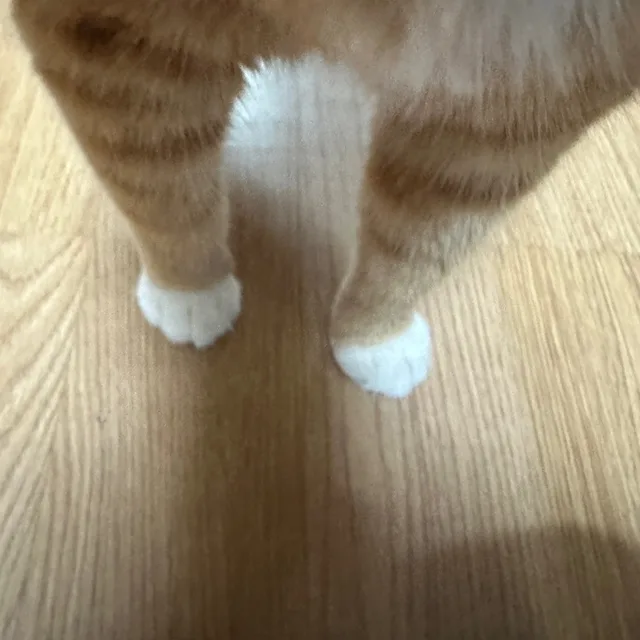 애옹