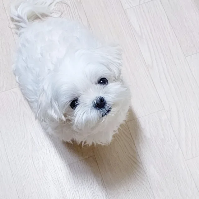 닥끄
