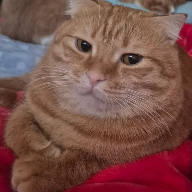 땡숙이