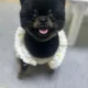 삼학꼬꼬