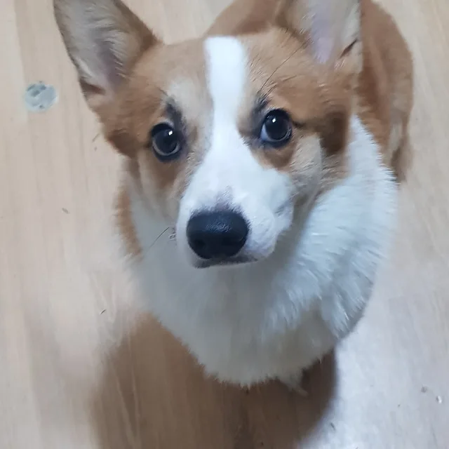 웰시코기