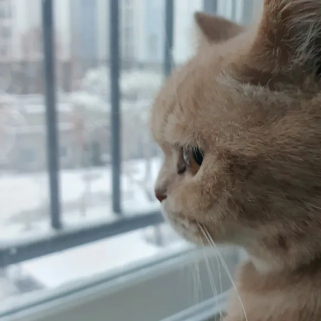 보리돌이