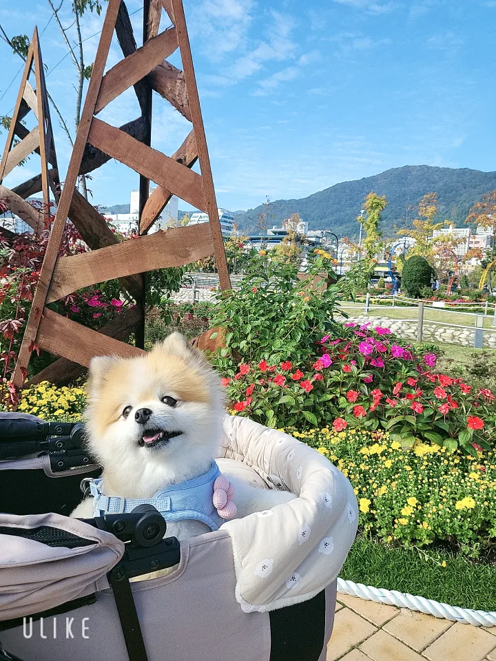 해피데이