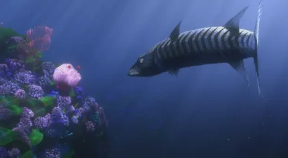 바라쿠다