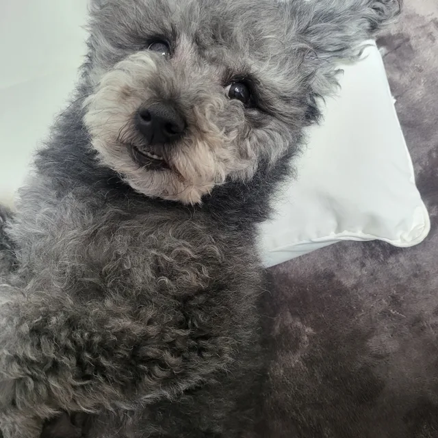 쵸코씨