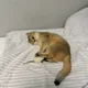 포포포