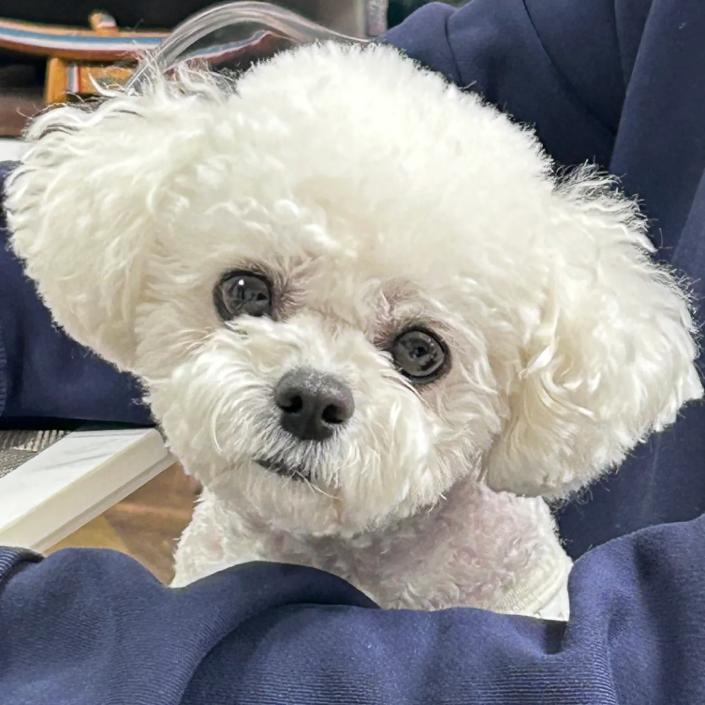 나조아하니당근