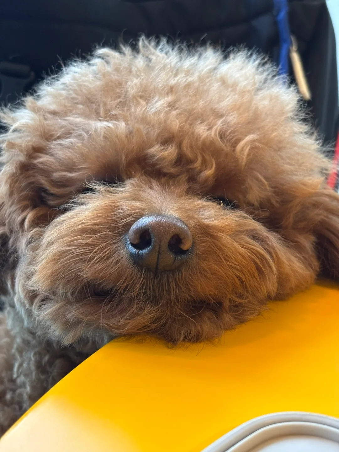 마리