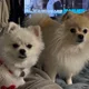 보리율무언니