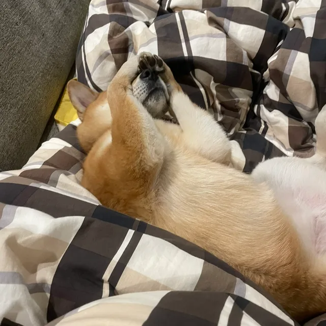 류학생