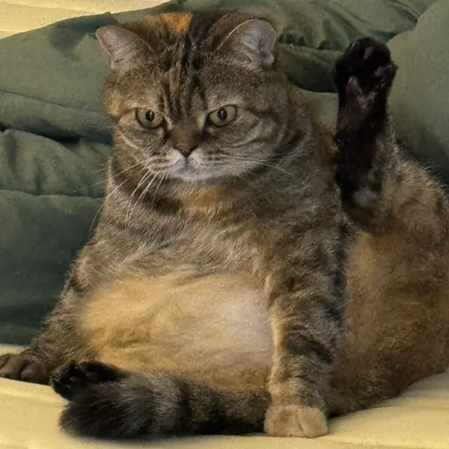 호꿀이