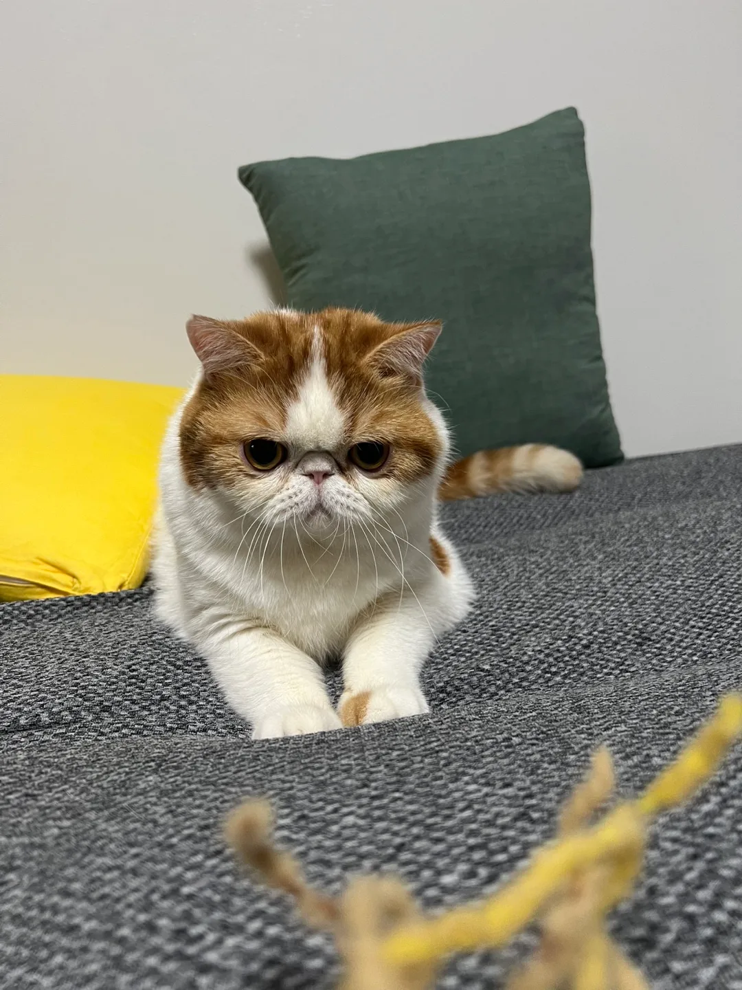 감자