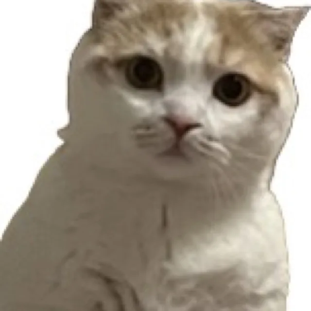 나나는똥고양이