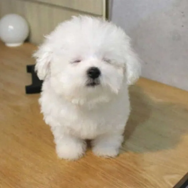 킁킁