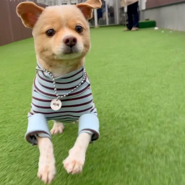 뇨뇽