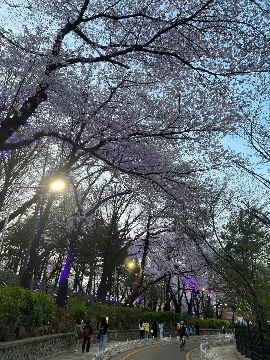 햇살공쥬