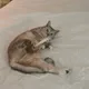 레이엄마