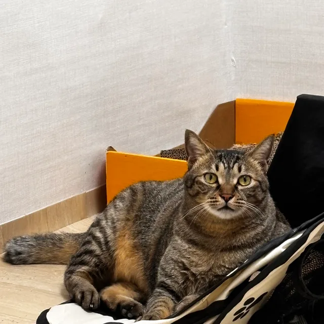 냥냥냥잉잉