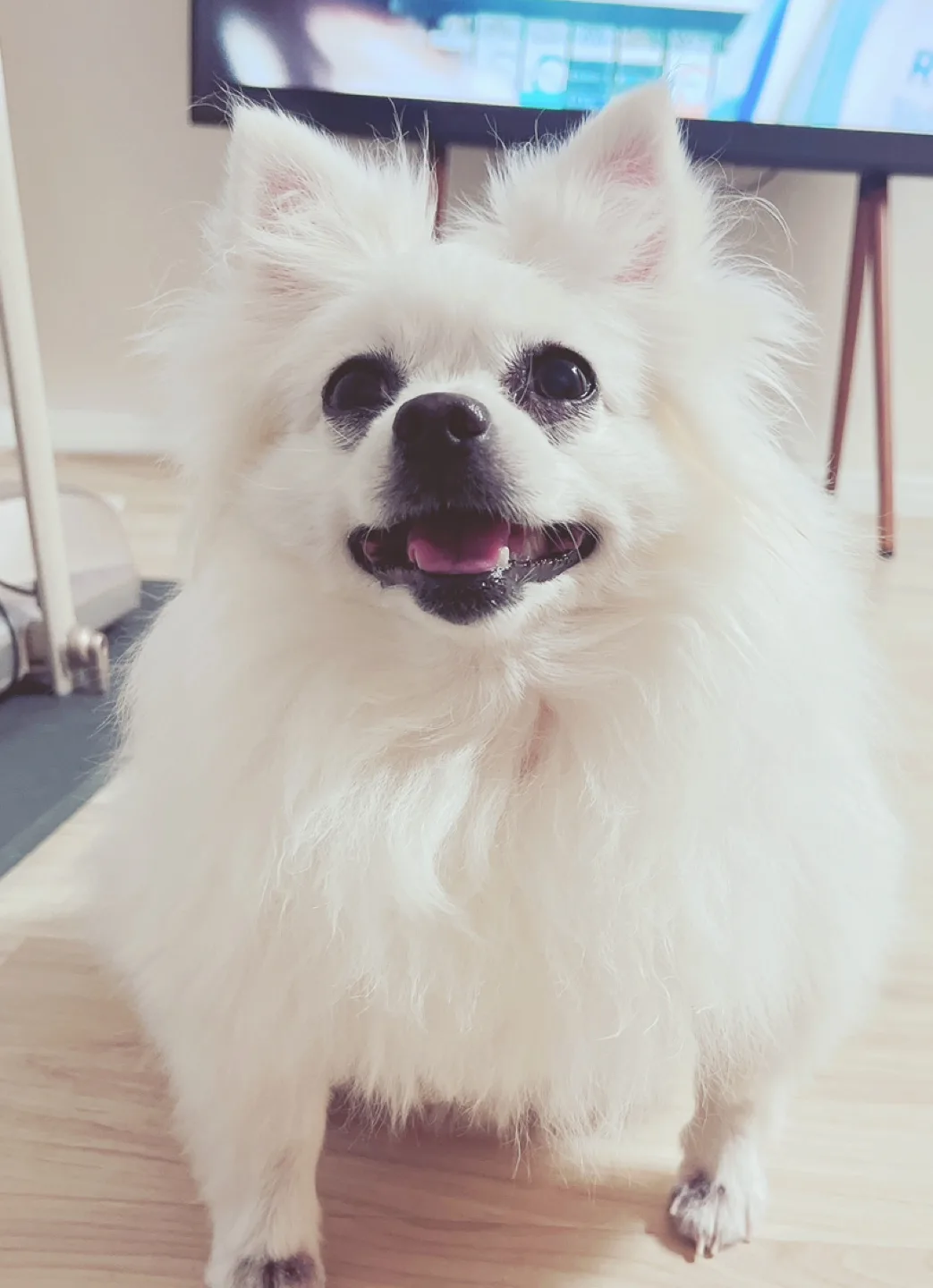 란세뿅뿅