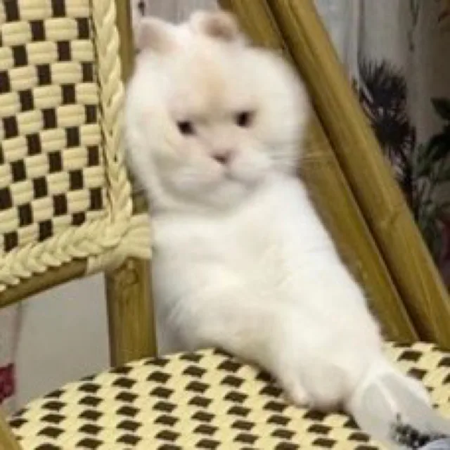 고앵고앵이
