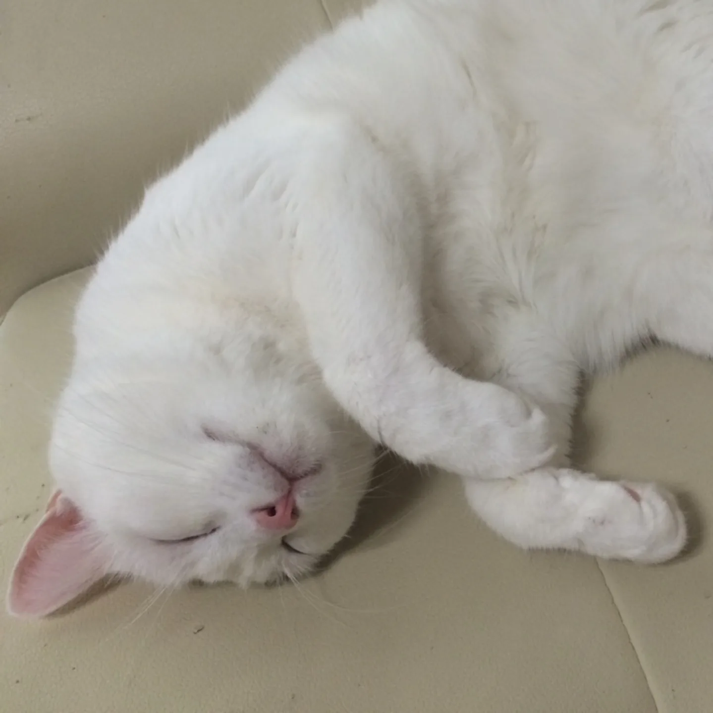 쵸쵸