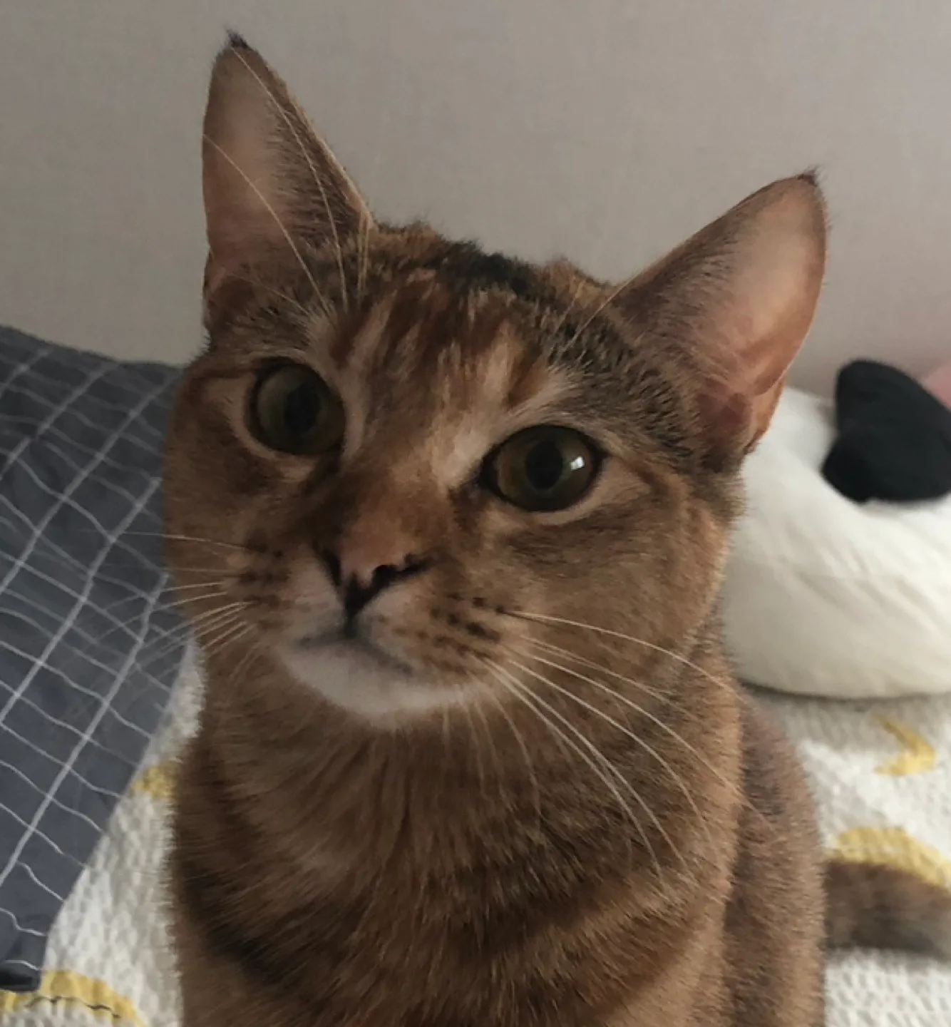 강애기
