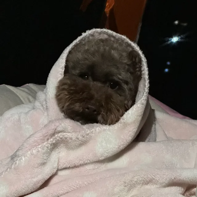 바니바니