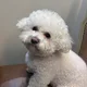 아롱