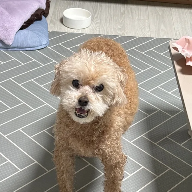 강아지멍멍