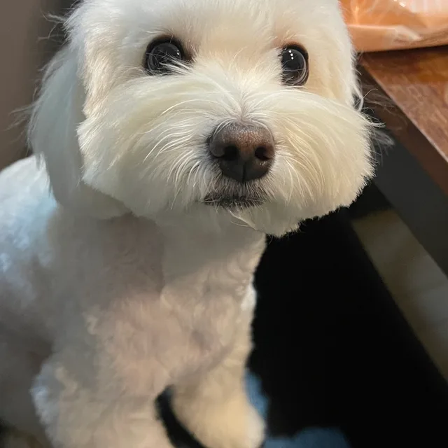 주인2