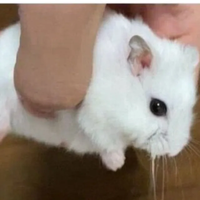 바니바니당근당근