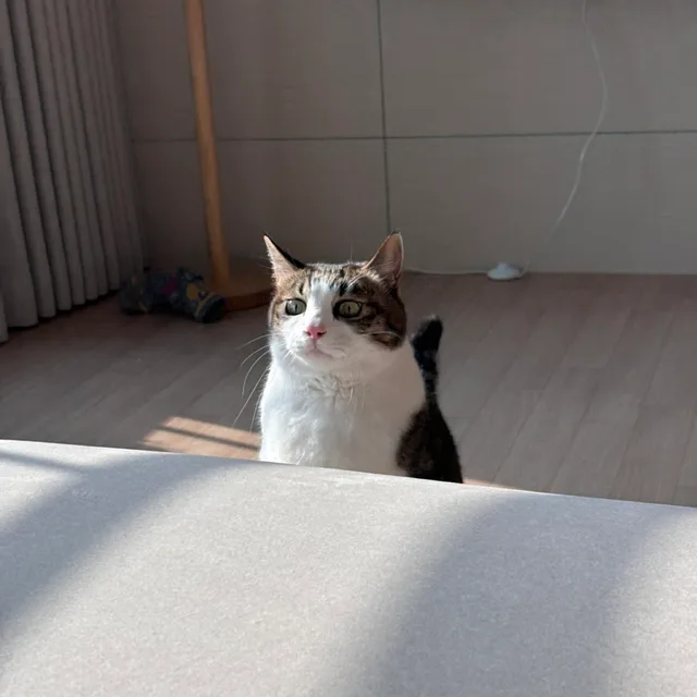 만두