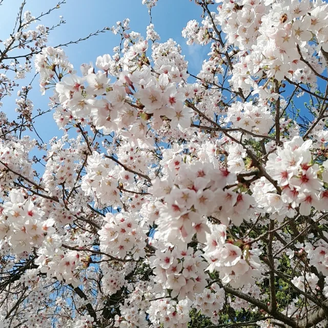 체리불러썸