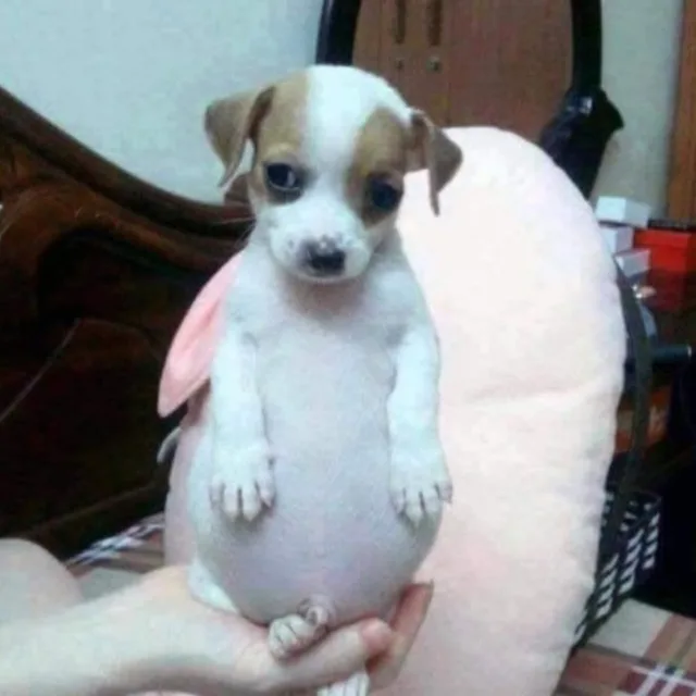 끼수니