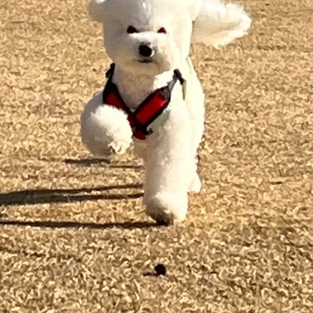 dobbyisfree